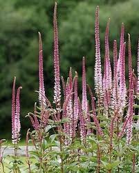 Veronicastrum virginicum 'erika' famille entretien de veronicastrum virginicum 'erika' tailler les fleurs fanã©es pour prolonger les floraisons. 12 Veronicastrum Virginicum Erica Ideen Pflanzen Garten Gartenschirme