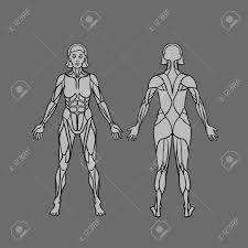 Like most people, you probably don't have the time to spend all day in the gym. Anatomy Of Female Muscular System Exercise And Muscle Guide Royalty Free Cliparts Vectors And Stock Illustration Image 61450128