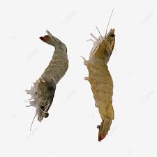The plants love it, the khuli loaches like to burrow in it, and my shrimp colony has always bred prolifically. Plump And Huge Fresh Live Shrimp Shrimp River Prawn Live Shrimp Png Transparent Image And Clipart For Free Download