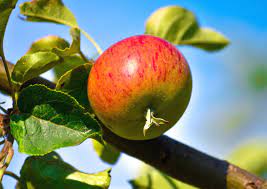 Soak the seeds for 24 hours in cold water. Planting A Fruit Tree Advice On How To Plant Well
