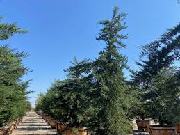 Image result for Cupressus macrocarpa