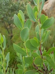 Image result for Lopholaena sp.no.1