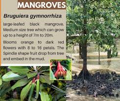 Image result for Bruguiera