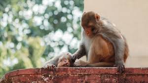 We did not find results for: Monkey Scratching The Head Of Another Monkey Stock Photo Adobe Stock