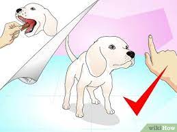 Check spelling or type a new query. How To Teach Your Dog To Do A High Five 9 Steps With Pictures