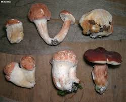 Image result for Xanthoconium sp.