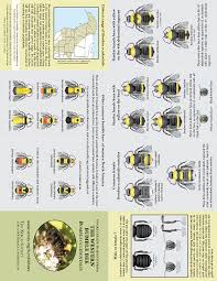 bee species identification chart species of bumble bees