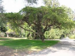 Image result for Acacia sieberiana