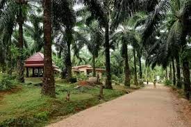 Bruning, oil palm, believers, palm kernels, oil palm tree. Rumah Dalam Ladang Kelapa Sawit Ni Videoviral Malaysia Facebook