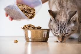 We have done the research and discuss the best cheap cat foods you can find. Best Dry Cat Food Top Rated Foods In 2019 The Daily Tail