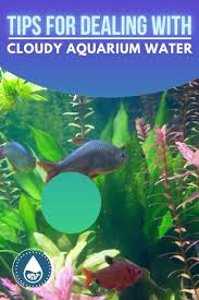Tips For Dealing With Cloudy Aquarium Water Video Video Fish Tank Cleaning Aquarium Fish Tank