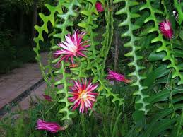 Epiphyllum anguliger (fishbone cactus, moon cactus) is an epiphytic cactus with smooth green skin and extensively branched stems… Selenicereus Anthonyanus Fish Bone Cactus World Of Succulents