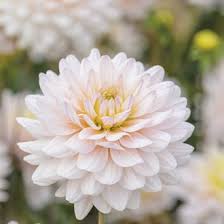 You probably don't want to wait any later than that or else your dahlias may not have a chance to fully mature. Dahlia Plants Tubers From Woolmans All Products A Z