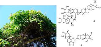 Image result for Eriocoelum microspermum