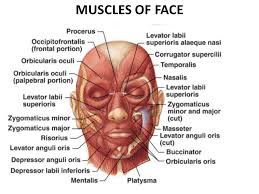 Only two of the more obvious and superficial neck. Muscles Of Face Neck And Tongue