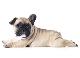 Browse thru our id verified puppy for sale listings to find your perfect puppy in your area. 1 French Bulldog Puppies For Sale In Los Angeles Uptown
