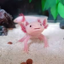 Axolotl Also Known As The Mexican Walking Fish Is The Real Life Mudkip Https Ift Tt 2akeiie Axolotl Cute Axolotl Cute Reptiles