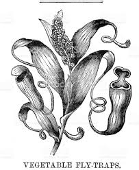 Black And White Images Of Pitcher Plant Image Result For Carnivorous Plant Engraving Plant Art Carnivorous Plants Botanical Prints