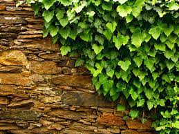 There's beautiful ivy that can make your home more elegant than ever. How To Grow Ivy Saga