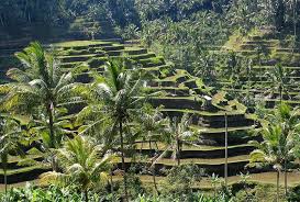 Subak Irrigation Wikipedia Best Honeymoon Destinations World Heritage Sites Bali