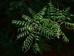 Image result for Rhamphicarpa brevipedicellata
