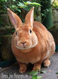 Bunny Pet Rabbit Rex Rabbit Mini Rex Rabbit