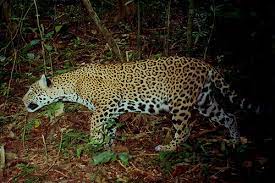 Listen to the audio pronunciation of jaguar on pronouncekiwi. Protecting Two Key Regions In Belize Could Save Threatened Jaguar Say Scientists