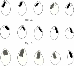 Image result for Balantoides Coli