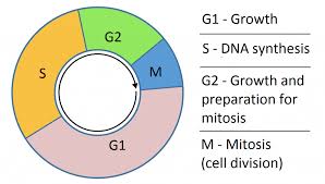 the cell cycle phases mitosis regulation