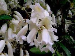 Image result for Bignoniaceae