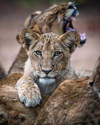 Another Magic Moment From Kruger Park Enjoying A Close Sighting With A Lion Family Photo Matthieu Riva Beautiful Cats Animals Beautiful Animal Pictures