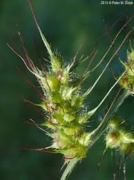 Image result for Echinochloa utilis