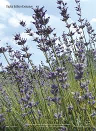 The farm is a beautiful house on a large property. Perfumer Flavorist May 2019 Page De12