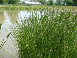 Image result for Eleocharis naumanniana