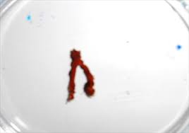 Image result for Cogniauxia podolaena