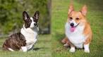 Cardigan Welsh Corgi - Wikipedia