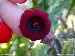 Image result for Huernia