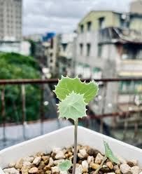 Image result for Senecio oxyriifolius