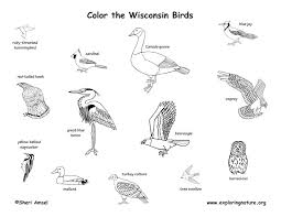 Connecticut state bird activity worksheet coloring page michigan state bird activity worksheet coloring page wisconsin state bird activity worksheet coloring page american robin coloring page (from coloring.ws) what i've learned about the american robin coloring worksheet; Wisconsin Habitats Mammals Birds Amphibians Reptiles
