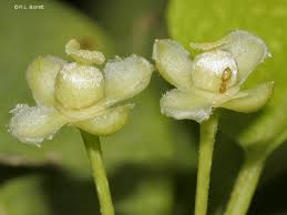 Image result for Drypetes gerrardii