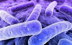 Are anaerobic, motile bacteria, ubiquitous in nature and especially prevalent in soil. Clostridium Difficile Simptome Cauze Èi Tratament Doftoria Ro