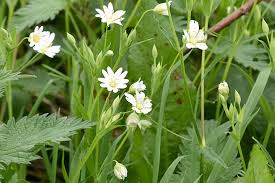 Small white flowers appear above leaves from spring to fall. Common Lawn And Garden Weeds In Toronto Greenbloom