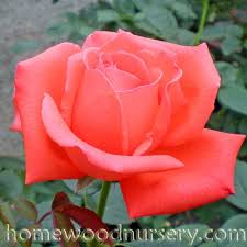 Plants grow 4 to 5 feet tall with large formal blossoms. Homewood Grown Roses