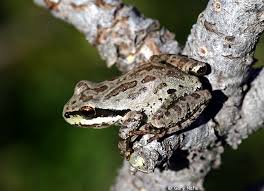 Image result for northern grey tree frog