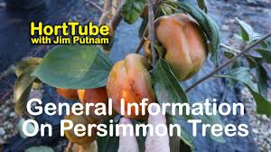 Maybe you would like to learn more about one of these? How To Grow Fuyu Persimmons Also Details On Native Persimmons Youtube