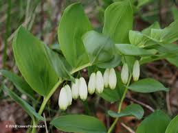 Image result for Ophrypetalum odoratum