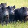 Swedish Politicians Debate Wild Boar Management and Hunting Infrastructure