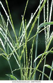 Image result for Digitaria sanguinalis