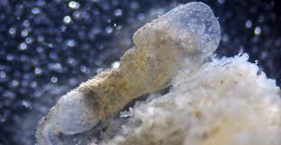 Female zombie worms can grow up to around 2 inches (5 centimeters) long. First Bone Eating Worm Found In Warm Waters Natural History Museum