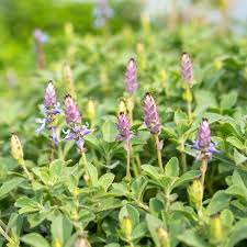 Image result for Coleus neochilus